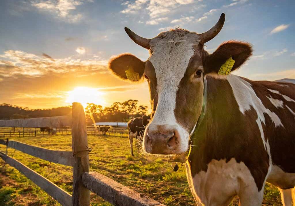 a cow on a farm with the sun setting behind him